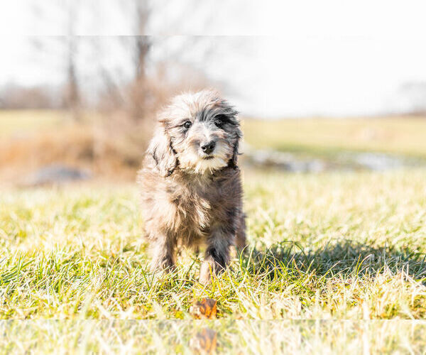 Medium Photo #1 Goldendoodle (Miniature) Puppy For Sale in WARSAW, IN, USA