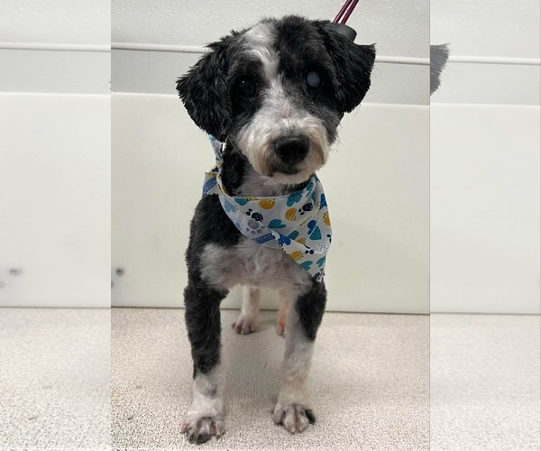 Medium Photo #2 Poodle (Miniature) Puppy For Sale in Sioux Falls, SD, USA