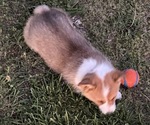Small #2 American Corgi