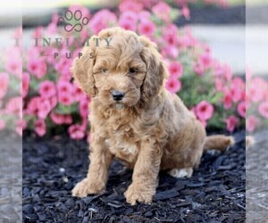 Goldendoodle (Miniature) Puppy for sale in GORDONVILLE, PA, USA