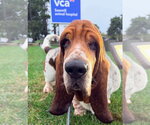 Small Basset Hound