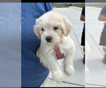 Small #1 Poodle (Miniature) Mix