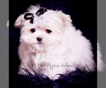 Small #4 Maltese