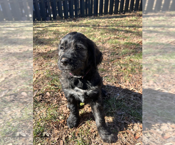 Medium Photo #1 Bernedoodle-English Cream Golden Retriever Mix Puppy For Sale in MONTCLAIR, NJ, USA