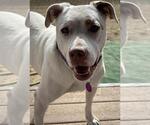 Small #2 Bull Terrier-Pembroke Welsh Corgi Mix