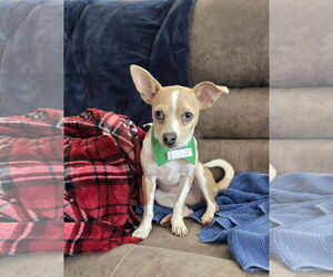 Rat-Cha Dogs for adoption in Belleuve, NE, USA