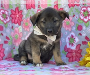 Norwegian Elkhound-Shetland Sheepdog Mix Dog for Adoption in LANCASTER, Pennsylvania USA