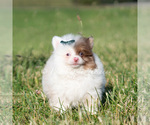 Small #2 Pomeranian