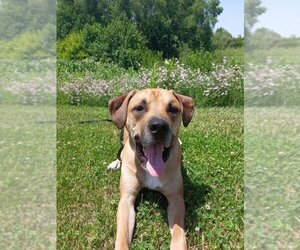 Mastiff-Unknown Mix Dogs for adoption in Belleuve, NE, USA