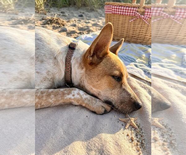 Medium Photo #2 Mutt Puppy For Sale in Coldwater, MI, USA