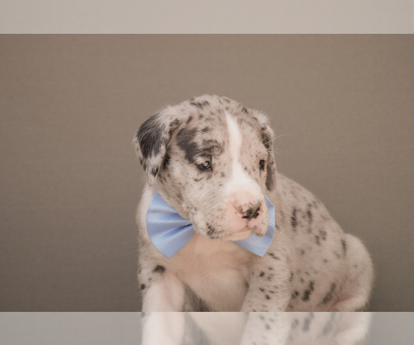 Medium Photo #2 Great Dane Puppy For Sale in SYRACUSE, IN, USA