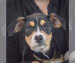 Small #5 Border Collie Mix