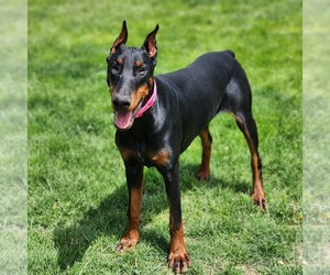 Doberman Pinscher Puppy for sale in HOAGLAND, IN, USA