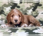 Small Photo #13 Cocker Spaniel-Poodle (Miniature) Mix Puppy For Sale in LAKELAND, FL, USA