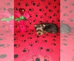 Small Photo #2 Yorkshire Terrier Puppy For Sale in LAPEER, MI, USA