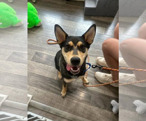 Medium Photo #1 Mutt Puppy For Sale in Jefferson, NJ, USA