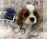Small #3 Cavalier King Charles Spaniel