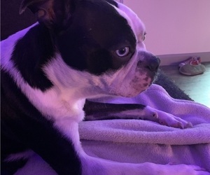 Father of the Boston Terrier puppies born on 05/26/2025
