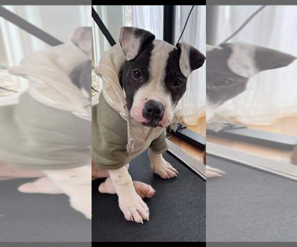 Medium Photo #15 American Pit Bull Terrier-Staffordshire Bull Terrier Mix Puppy For Sale in New York, NY, USA