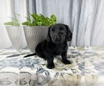 Small Photo #4 Dachshund Puppy For Sale in GREENWOOD, IN, USA