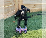Small #1 Labrador Retriever Mix