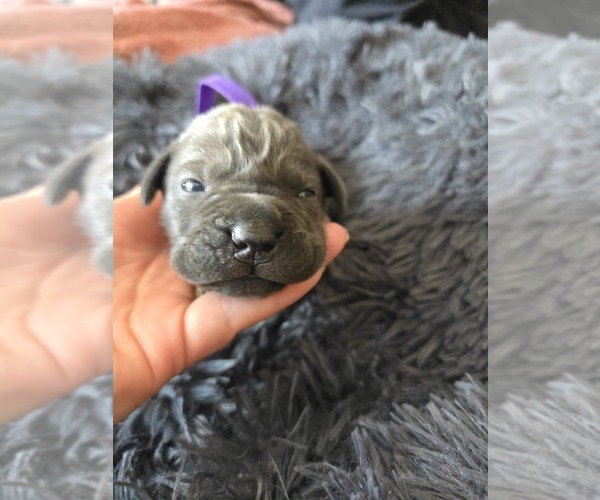 Medium Photo #1 Cane Corso Puppy For Sale in HENRY, VA, USA