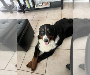 Bernese Mountain Dog Dogs for adoption in Valrico, FL, USA