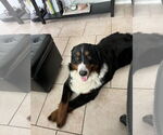 Small Bernese Mountain Dog