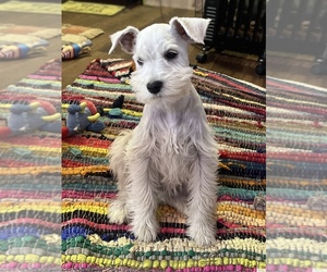 Schnauzer (Miniature) Puppy for sale in GETTYSBURG, PA, USA