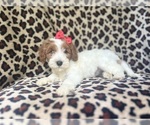 Small #7 Cavapoo