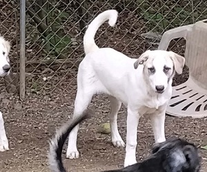 German Shepherd Dog-Great Pyrenees Mix Puppy for sale in JONESBORO, GA, USA