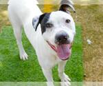 Small #1 American Staffordshire Terrier Mix