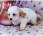 Small #2 Cavapoo