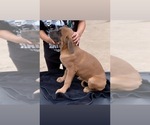 Small Photo #20 Cane Corso Puppy For Sale in ONTARIO, CA, USA