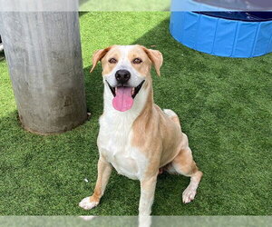 Pointer Dogs for adoption in Orange, CA, USA