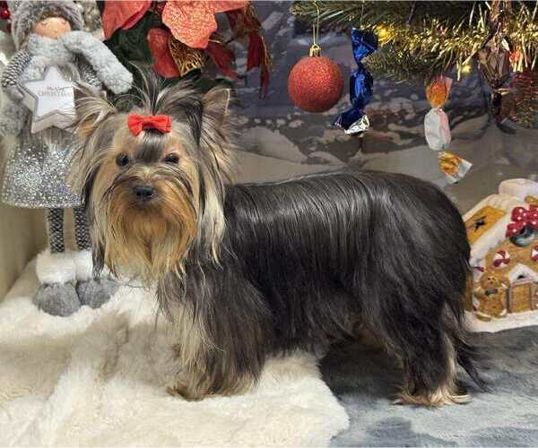 Medium Photo #3 Yorkshire Terrier Puppy For Sale in Monor, Pest, Hungary