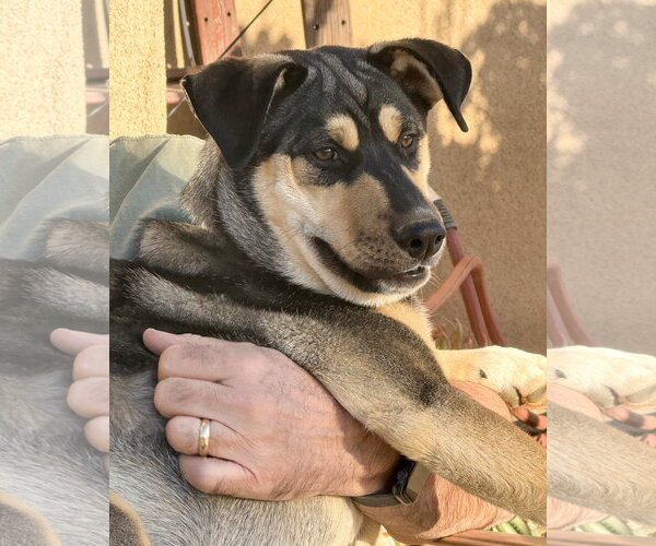 Medium Photo #4 Gerberian Shepsky Puppy For Sale in Corona, CA, USA