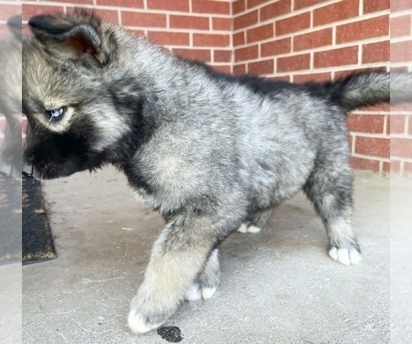 Medium Photo #3 Siberian Husky Puppy For Sale in CO SPGS, CO, USA