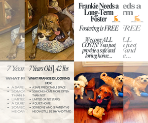 Mutt Dogs for adoption in Spring Lake, NC, USA