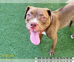 Small American Pit Bull Terrier