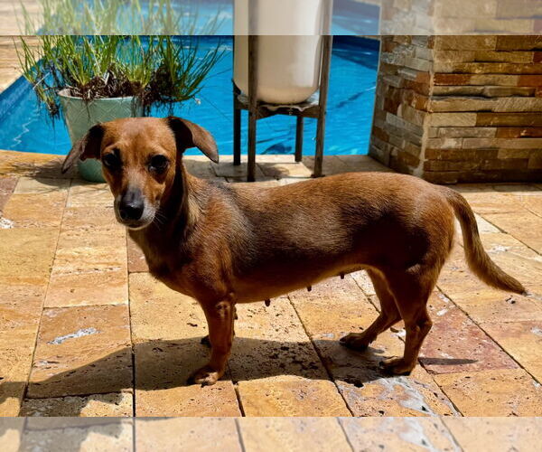 Medium Photo #5 Dachshund Puppy For Sale in Weston, FL, USA