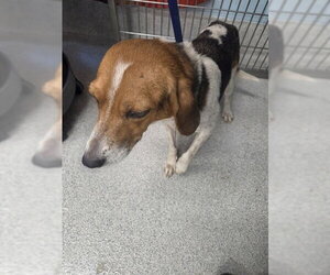 Treeing Walker Coonhound Dogs for adoption in Tallahassee, FL, USA