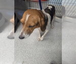 Small Treeing Walker Coonhound