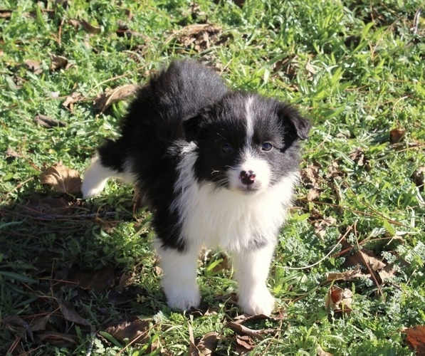 Medium Photo #20 Australian Shepherd Puppy For Sale in ACTON, CA, USA