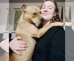 Small #3 American Pit Bull Terrier-Bulldog Mix