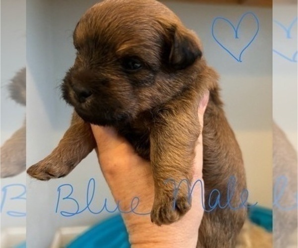 Medium Photo #55 Poocan Puppy For Sale in FAIR OAKS, CA, USA