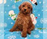 Image preview for Ad Listing. Nickname: Red Male Poodle