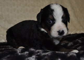 Bernese Mountain Dog Puppy for sale in ATWOOD, IL, USA