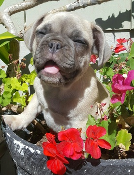 Medium Photo #1 French Bulldog Puppy For Sale in NEW BRAUNFELS, TX, USA