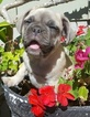 Small Photo #1 French Bulldog Puppy For Sale in NEW BRAUNFELS, TX, USA
